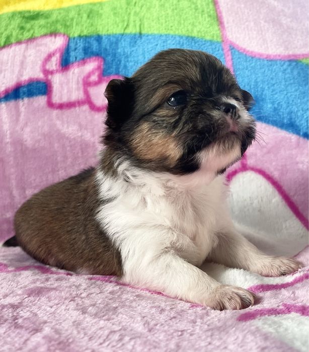 Chihuahua Cudny piesek dlugowlosy KOKO