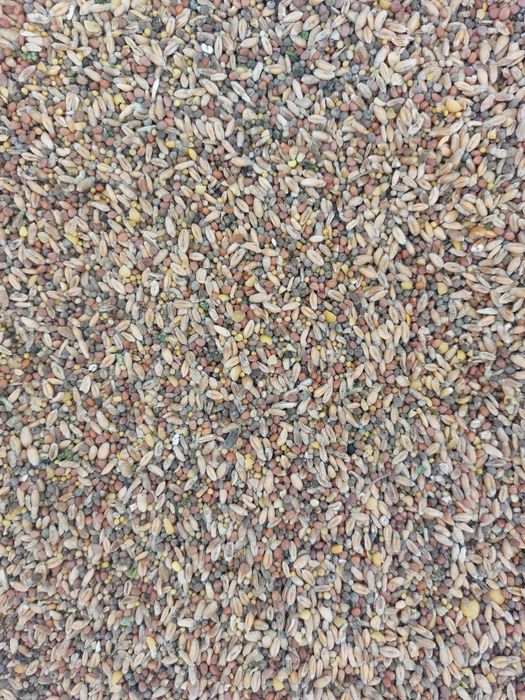 Gorczyca , rzodkiew oleista , pszenica