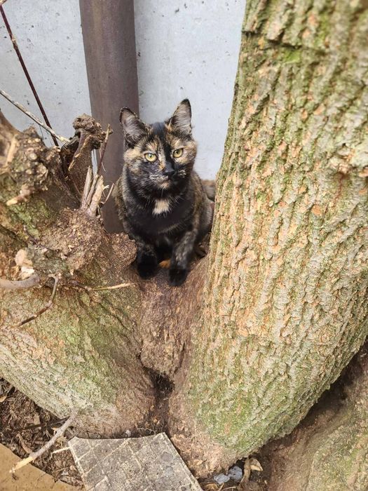 Кицюня, 7 міс. Кішка, кошеня