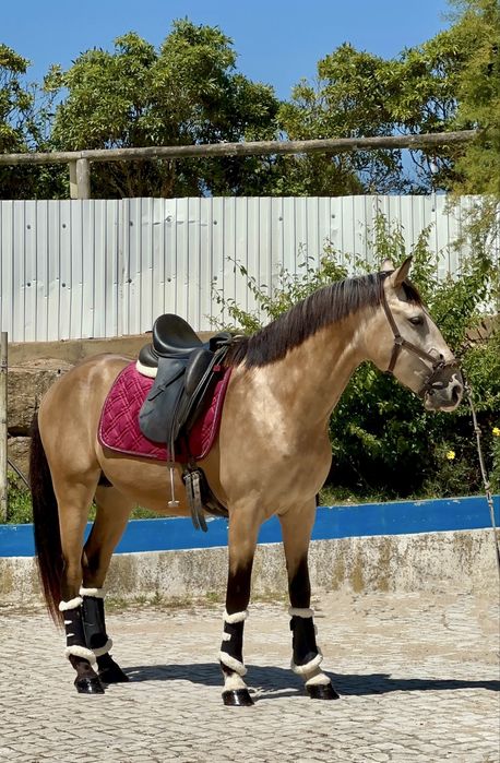 Baio Lusitano 4  anos Montado