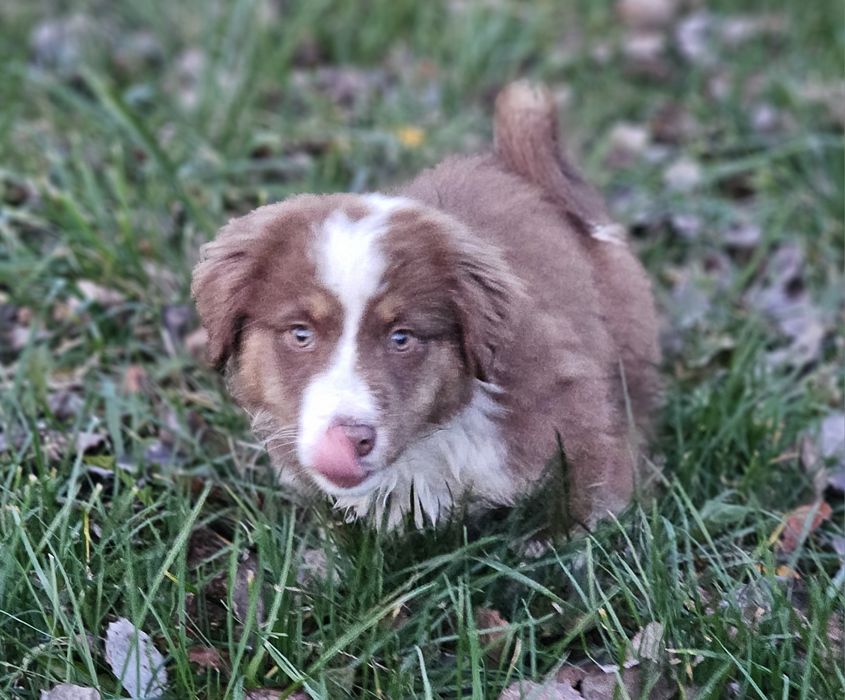 Owczarek miniaturowy amerykański SUCZKA