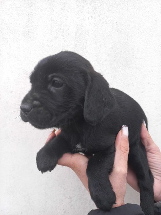 Собачки кокер спаниель