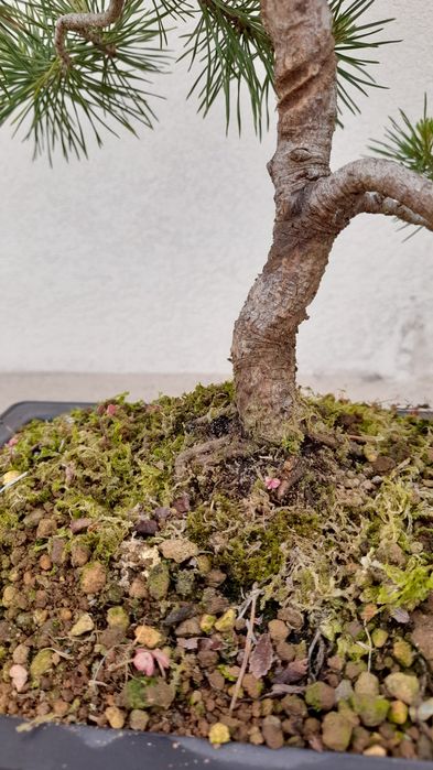 Bonsai Pinheiro Silvestre (Pinus sylvestris) 
Vendo exemplar de Pinheiro Silvestre (Pinus sylvestris) em fase avançada de estrutu