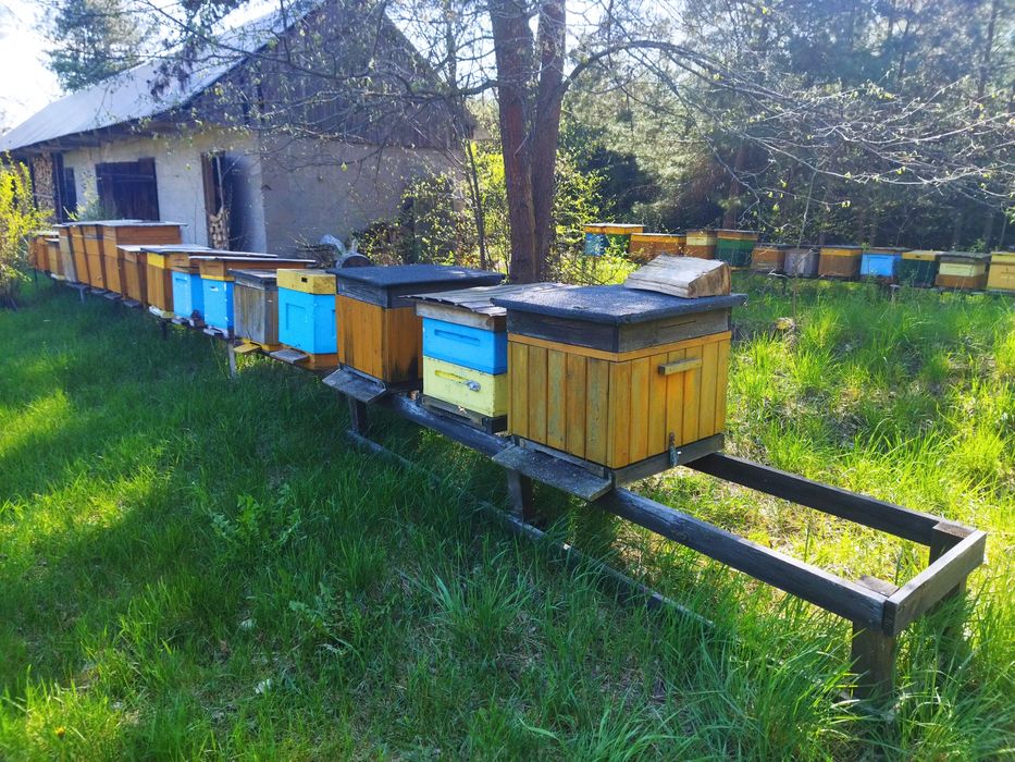 Sprzedam rodziny pszczele