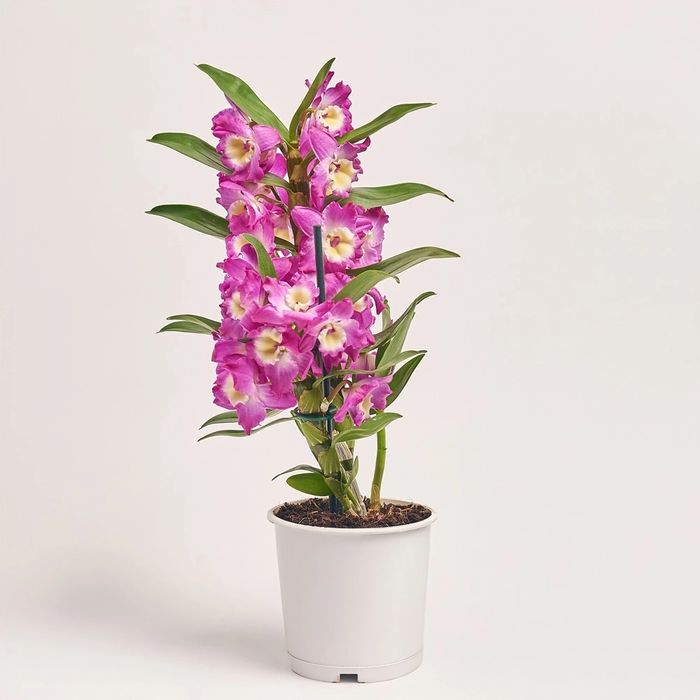 Орхідея дендробіум, дітки.