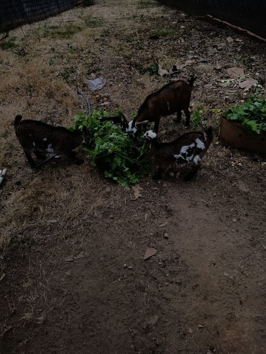 cabras anas 60€ cada