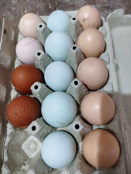 Ovos de galinha caseiros.