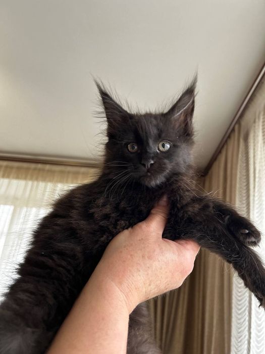 Дівчинка породи Мейн Кун