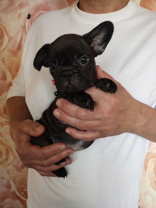 Очень сильно хочется семью. Малыши клубные клуба УКФ