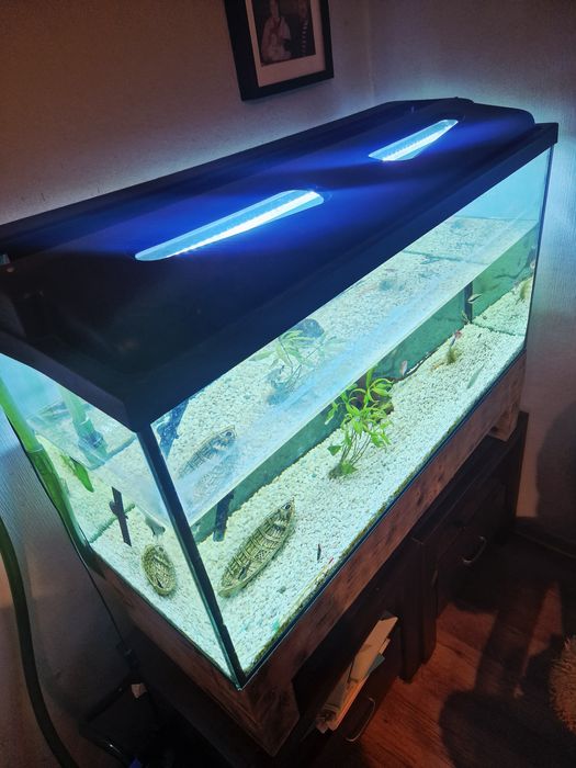 PILNIE Sprzedam Akwarium że wszystkimi co na zdjęciu