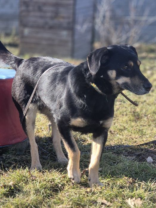 Pieski do adopcji Oleśnica!