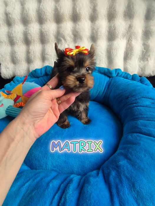 Yorkshire terrier Piesek JUŻ DO ODBIORU