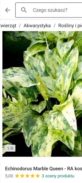 Echinodorus marble queen PIEKNA ZABIENICA