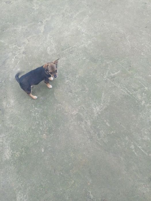 Міні дівчинка чихуахуа до Новорічних свят