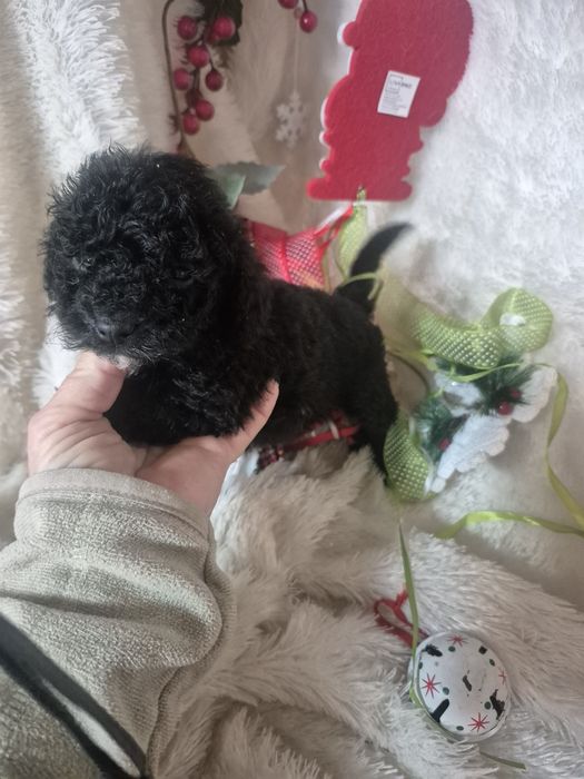 Poodle Toy  Macho Criadora Registada PT 3088 FL