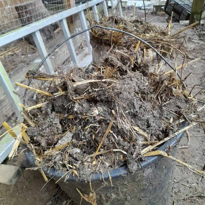 Nawóz kurzy bobek obornik naturalny Koleczkowo oddam gratis