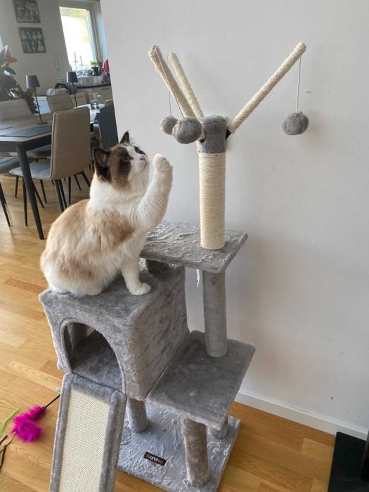 Drapak wysoki dla kota domek drzewko do drapania legowisko