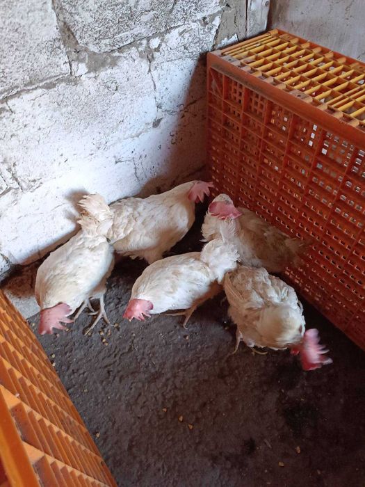 Несушка Ломан Вайт