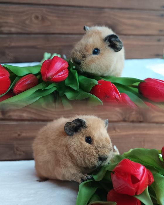 Świnka US Teddy i gładkowłose