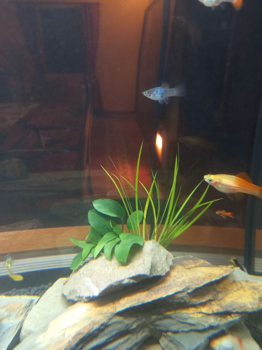 Ofereço Peixe Espada/Swordtail