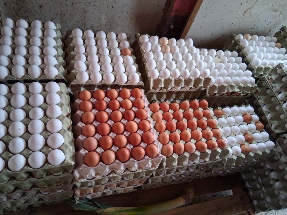 Jajka białe brąz katowice