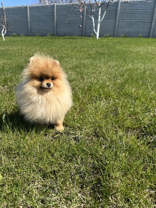 Міні дівчинка померанський шпіц