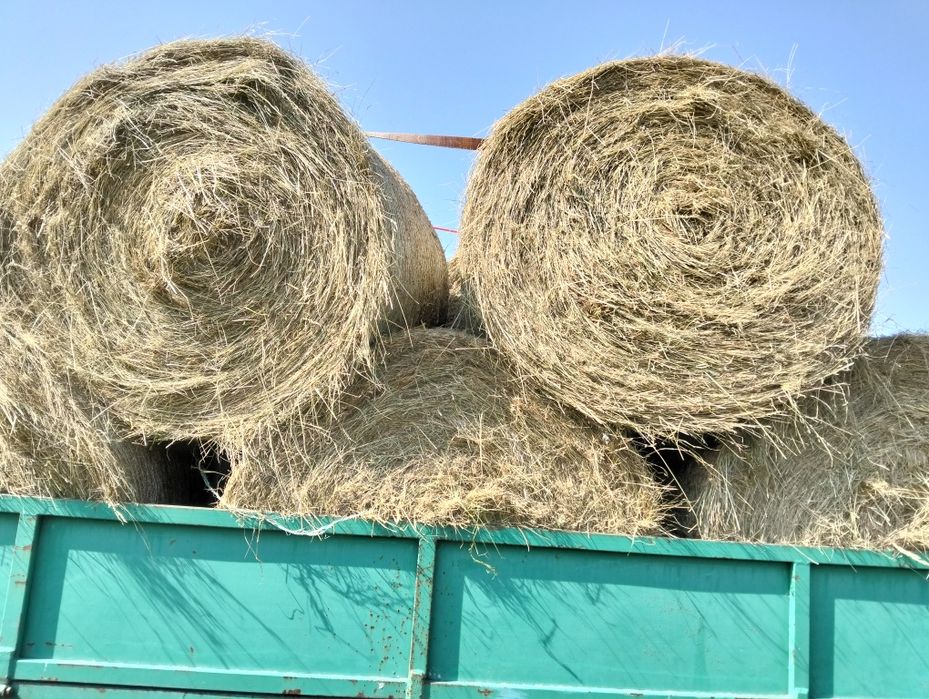 Siano w balotach 120 cm