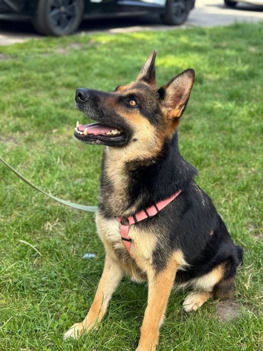 Вічарка Лея шукає дім