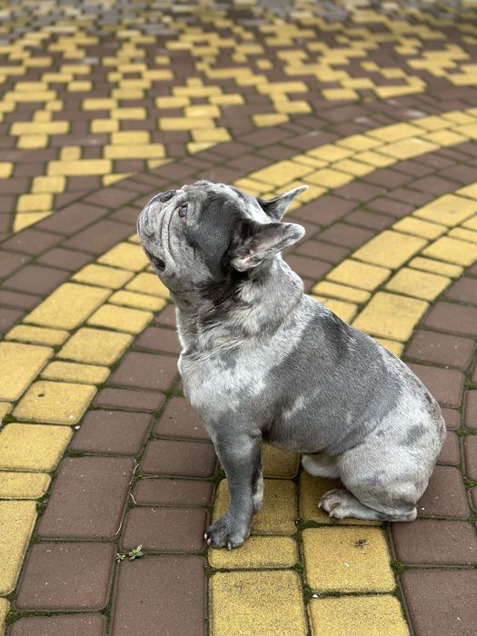 В’язка французського бульдога