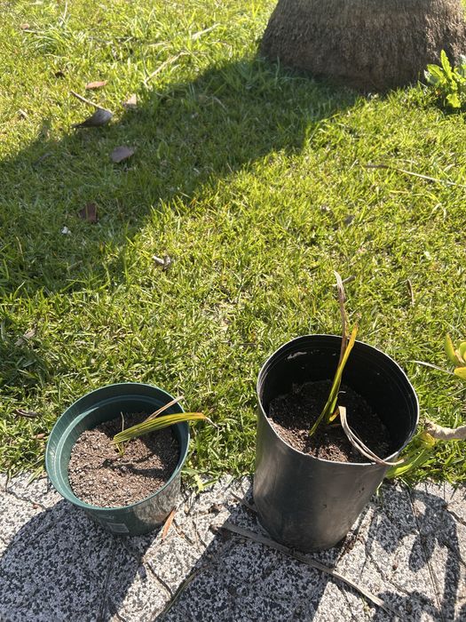 Vasos de Palmeira Washingtonia