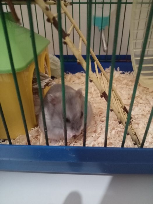 Хомячок (джонгарик)+клетка, домик,колесико мисочка,прогул.шар.