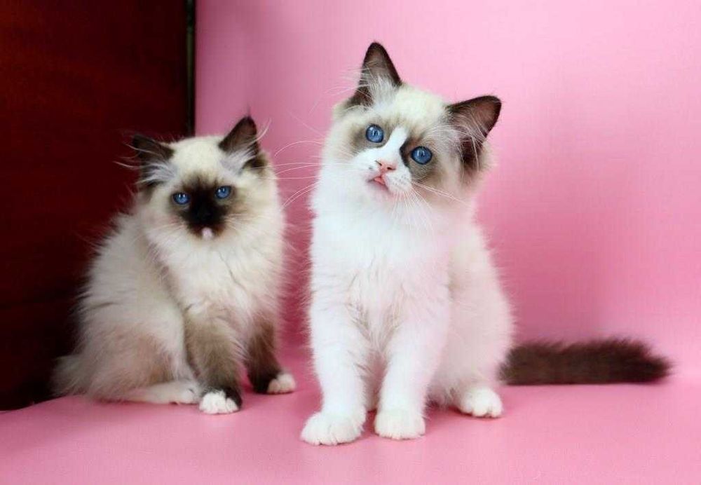 Вільні до резерву кошенята регдолл — найніжніша порода у світі