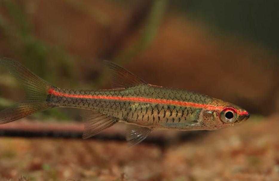Razbora czerwonopręga - Trigonopoma - Rasbora - dowóz, wysyłka