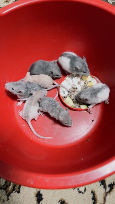 Щурики дамбо-рекс