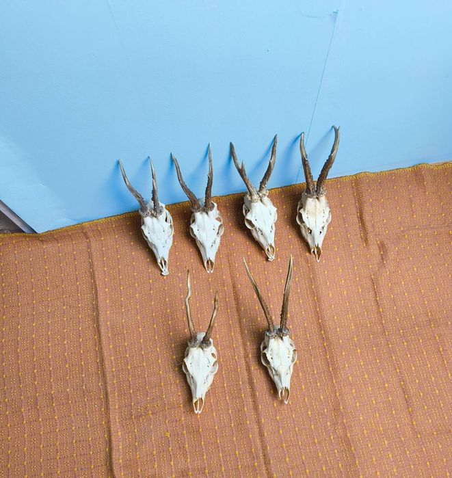 Czaszka koziołka z porożem