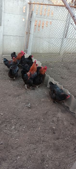 Яйце інкубаційне курей Маран