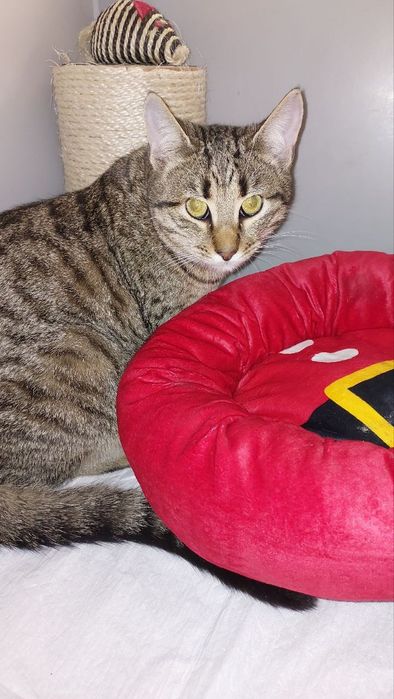 Котик в добрі ручки!