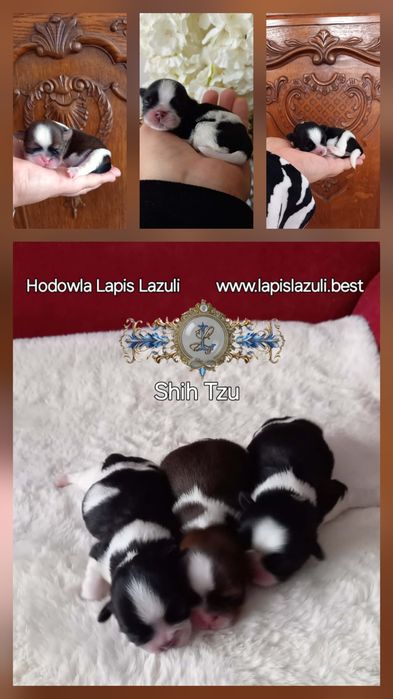 Shih Tzu  suczka z kompletem szczepień