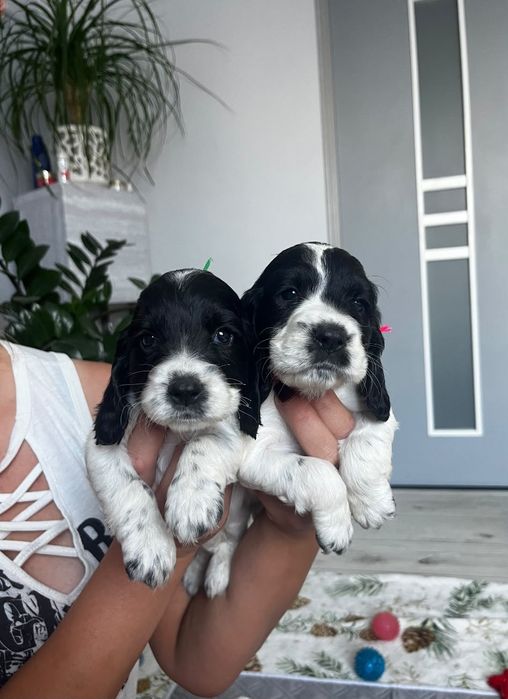 Cocker Spaniel Angielski