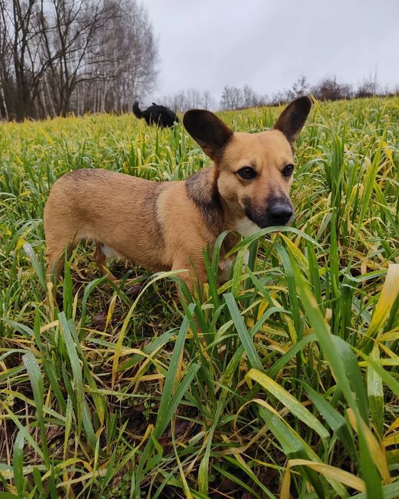 Fajny pies Edi szuka domu
