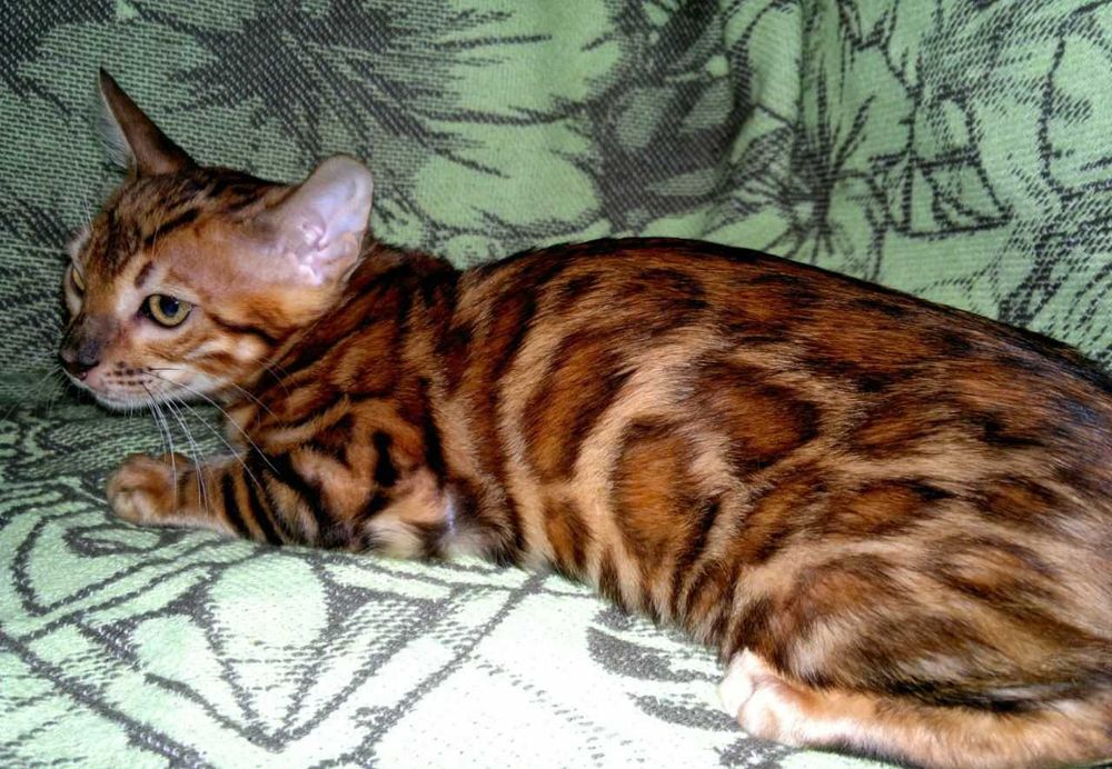 Елітна бенгальська дівчинка в мега яскравому забарвленні. Ексклюзив!