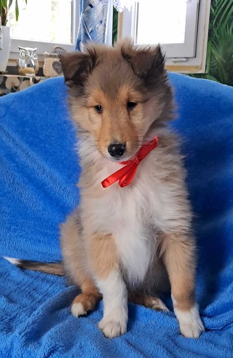 Owczarek Szkocki- szczeniak