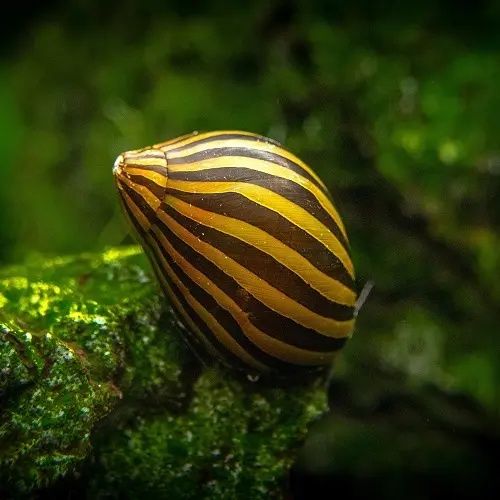 Неретина зебра слимак акваріумний