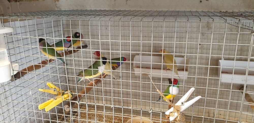 Diamantes goulds para çedençia