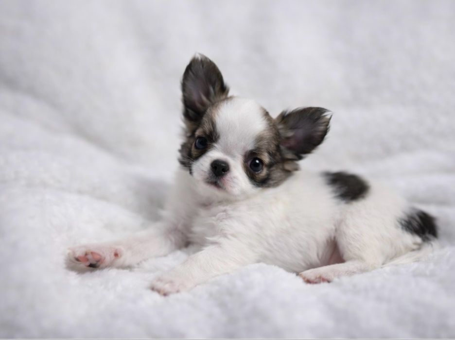 Unikatowa  Chihuahua  *GOTOWA DO ODBIORU*