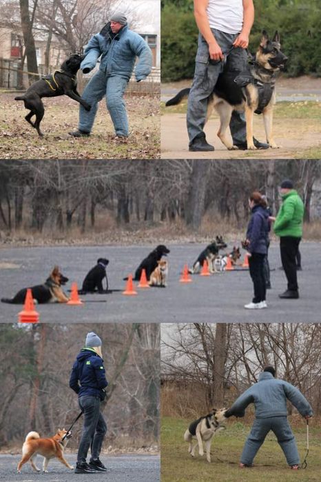 Дресирування собак, інструктор-кінолог