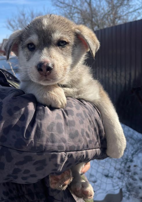 Щенки немецкого овчара и восточно-европейской овчарки