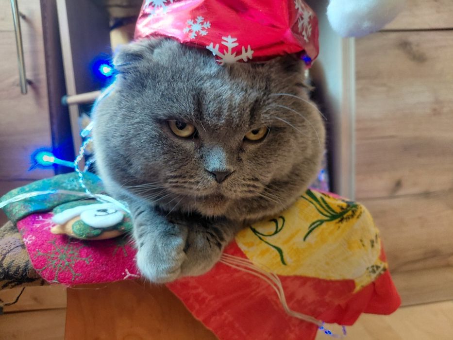 Животные Отдам  кот