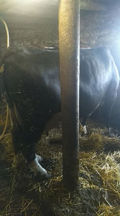 Продаем крс на постоянной основе!