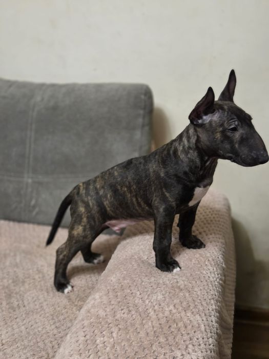 Bulterier miniaturowy szczenię